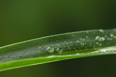 Photo of Plant with water drops on leaf against blurred background, macro view