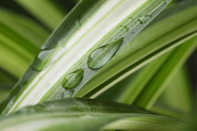 Photo of Plant with water drops on leaf against blurred background, macro view