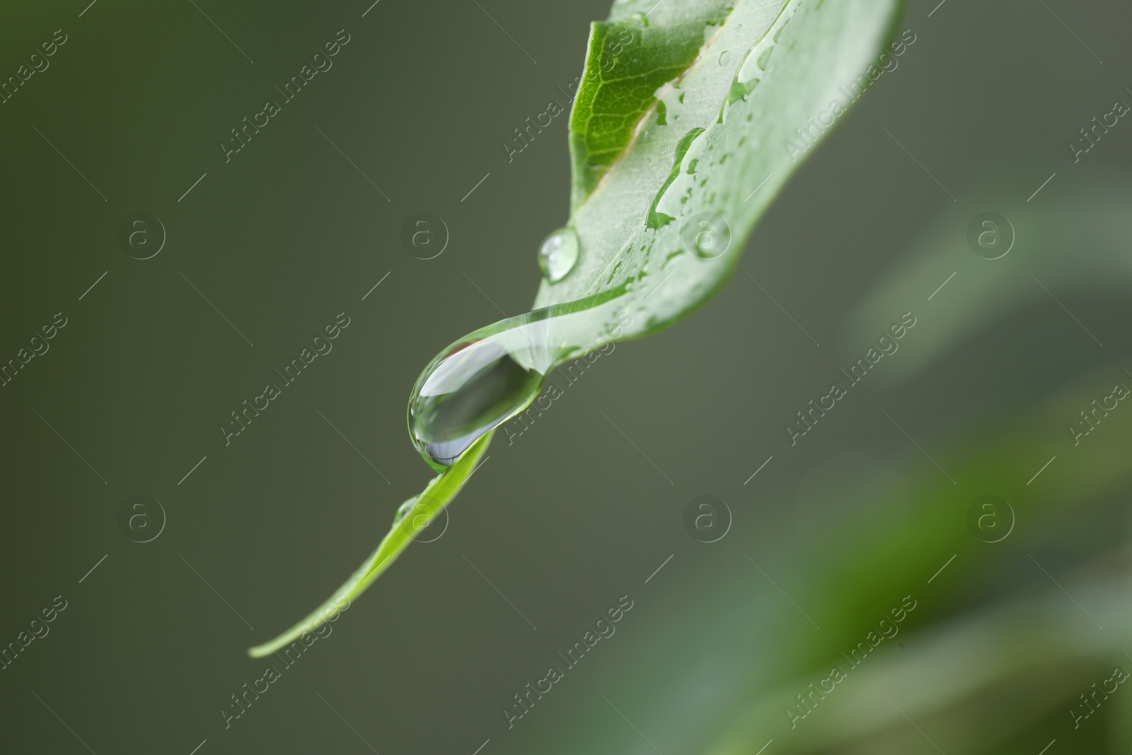 Photo of Plant with water drops on leaf against blurred background, macro view