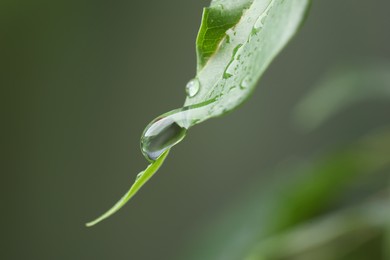 Photo of Plant with water drops on leaf against blurred background, macro view