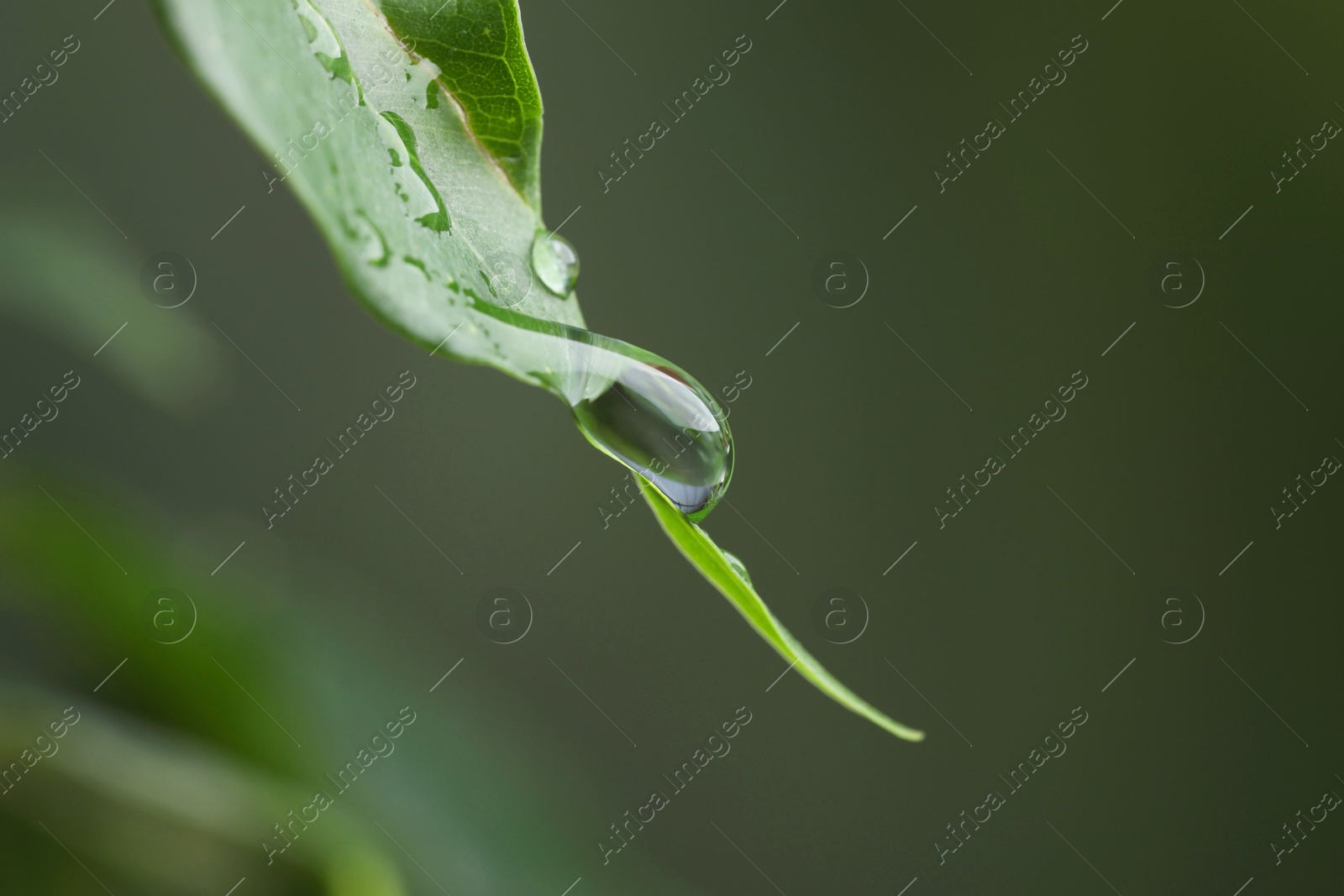 Photo of Plant with water drops on leaf against blurred background, macro view