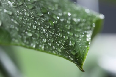 Photo of Plant with water drops on leaf against blurred background, macro view