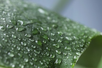 Photo of Plant with water drops on leaf against blurred background, macro view