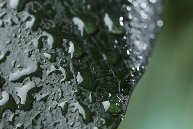 Photo of Plant with water drops on leaf against blurred background, macro view