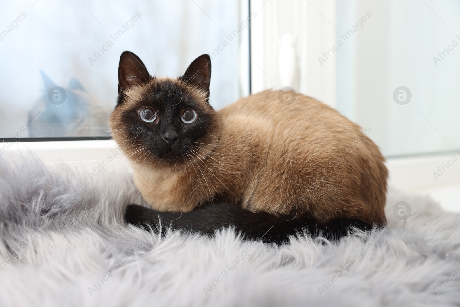 Photo of Adorable Thai cat on window sill at home