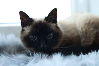 Photo of Adorable Thai cat on window sill at home, closeup