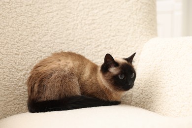 Photo of Adorable Thai cat resting on soft armchair