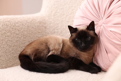 Photo of Adorable Thai cat resting on soft armchair