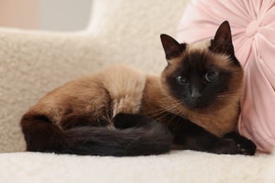 Photo of Adorable Thai cat resting on soft armchair