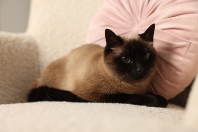 Photo of Adorable Thai cat resting on soft armchair