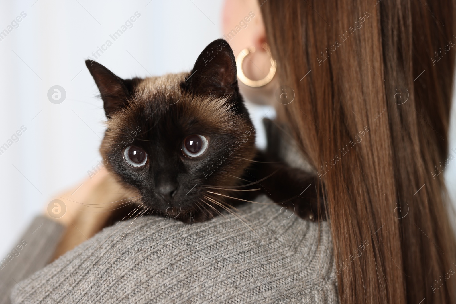 Photo of Woman with adorable Thai cat on blurred background, closeup