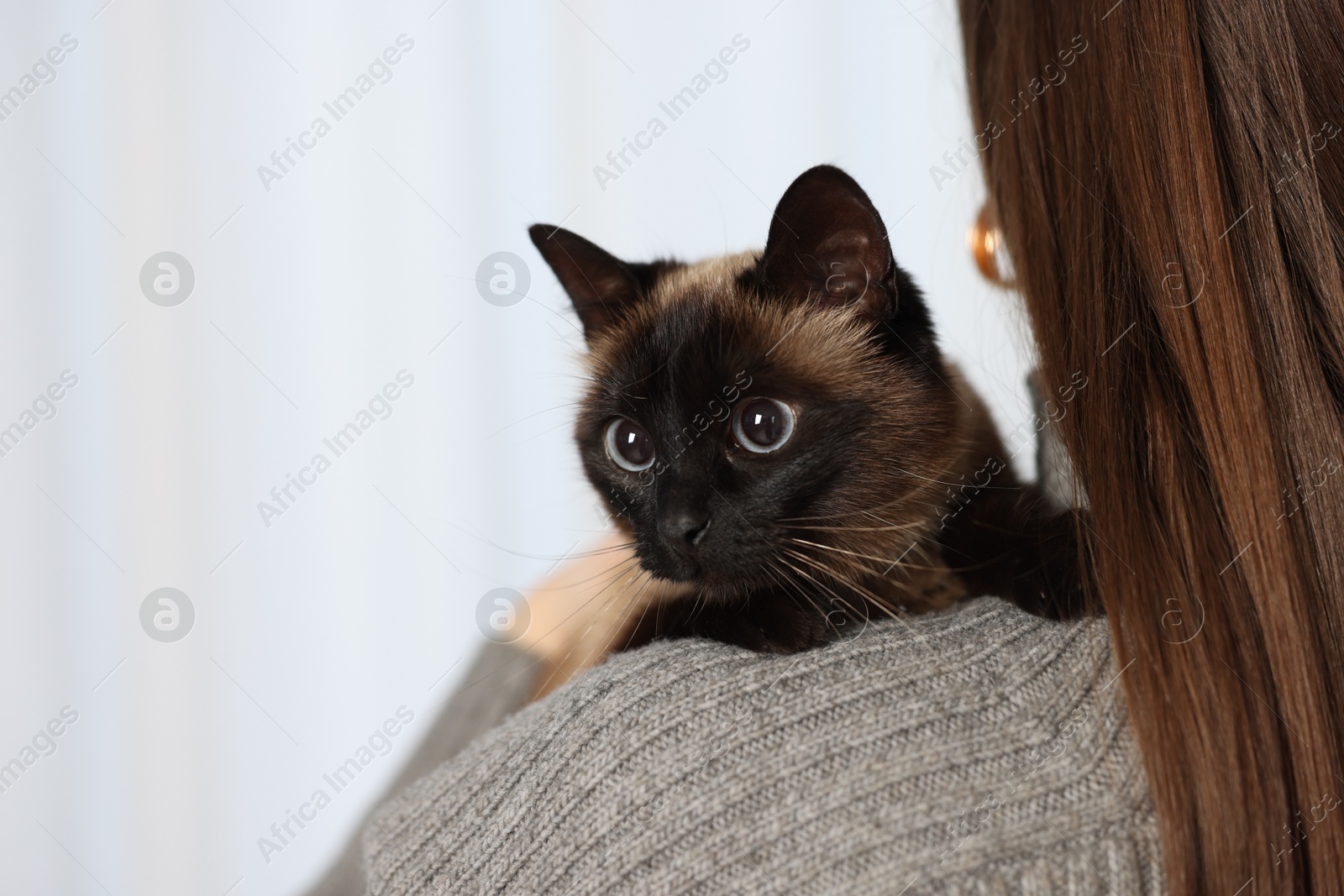 Photo of Woman with adorable Thai cat on blurred background, closeup. Space for text