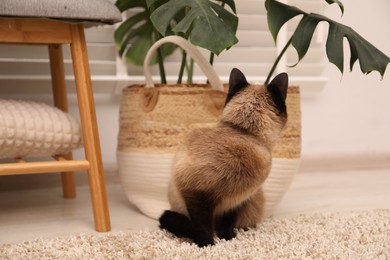 Photo of Adorable Thai cat on floor at home