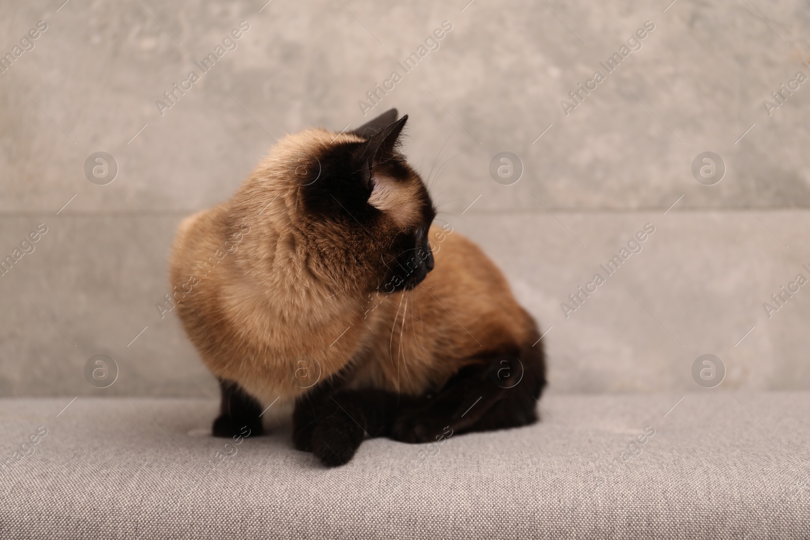 Photo of Adorable Thai cat resting near grey wall