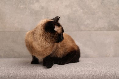 Photo of Adorable Thai cat resting near grey wall