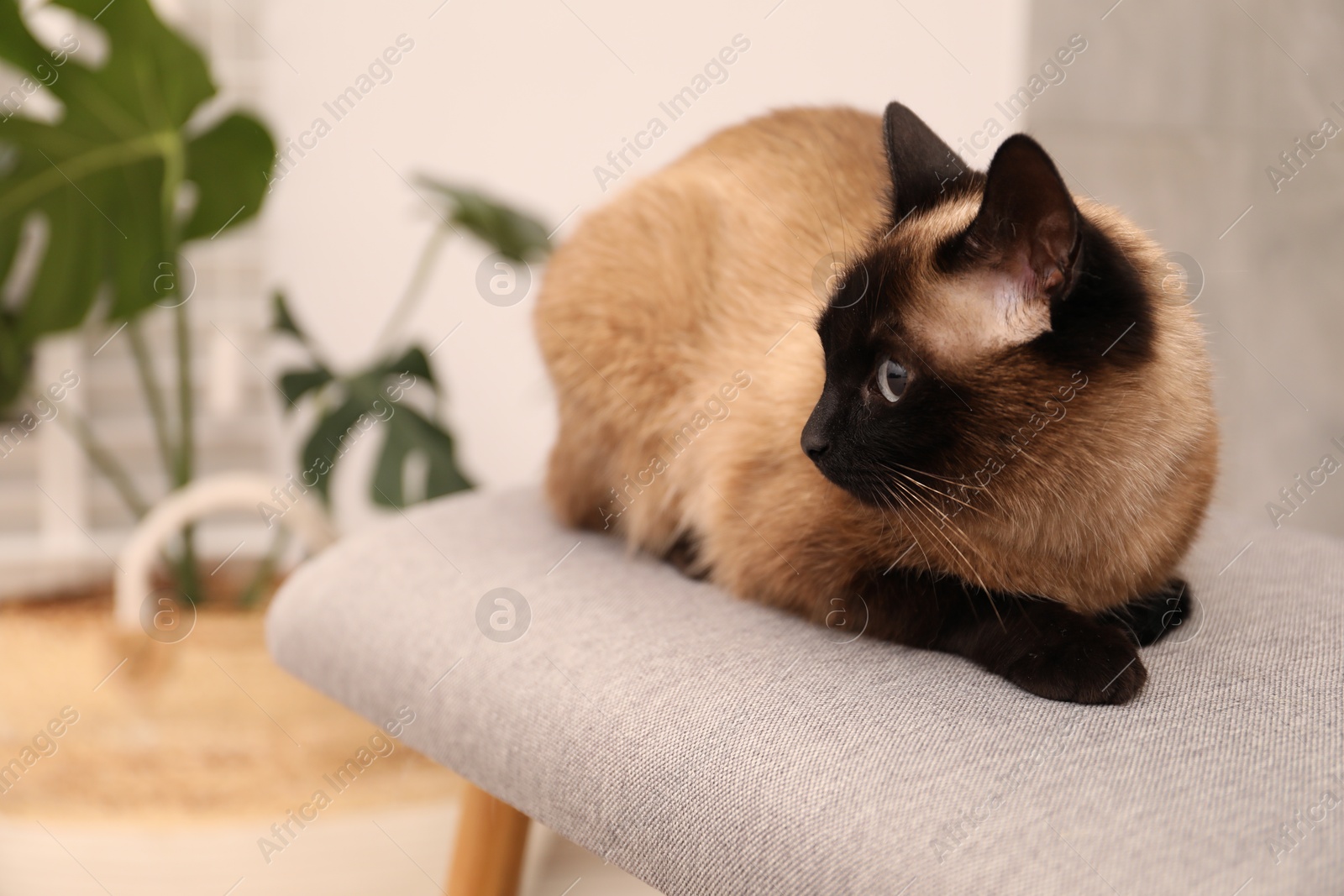 Photo of Adorable Thai cat resting on bench at home, space for text