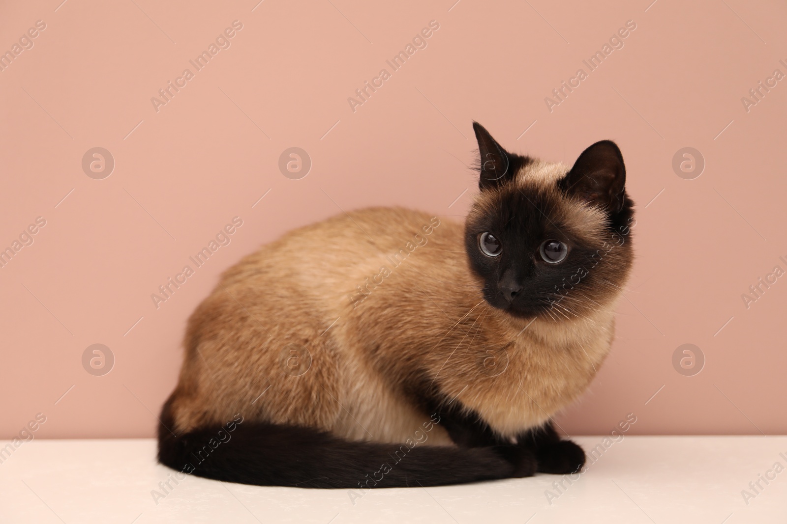 Photo of Adorable Thai cat on white counter near pink wall