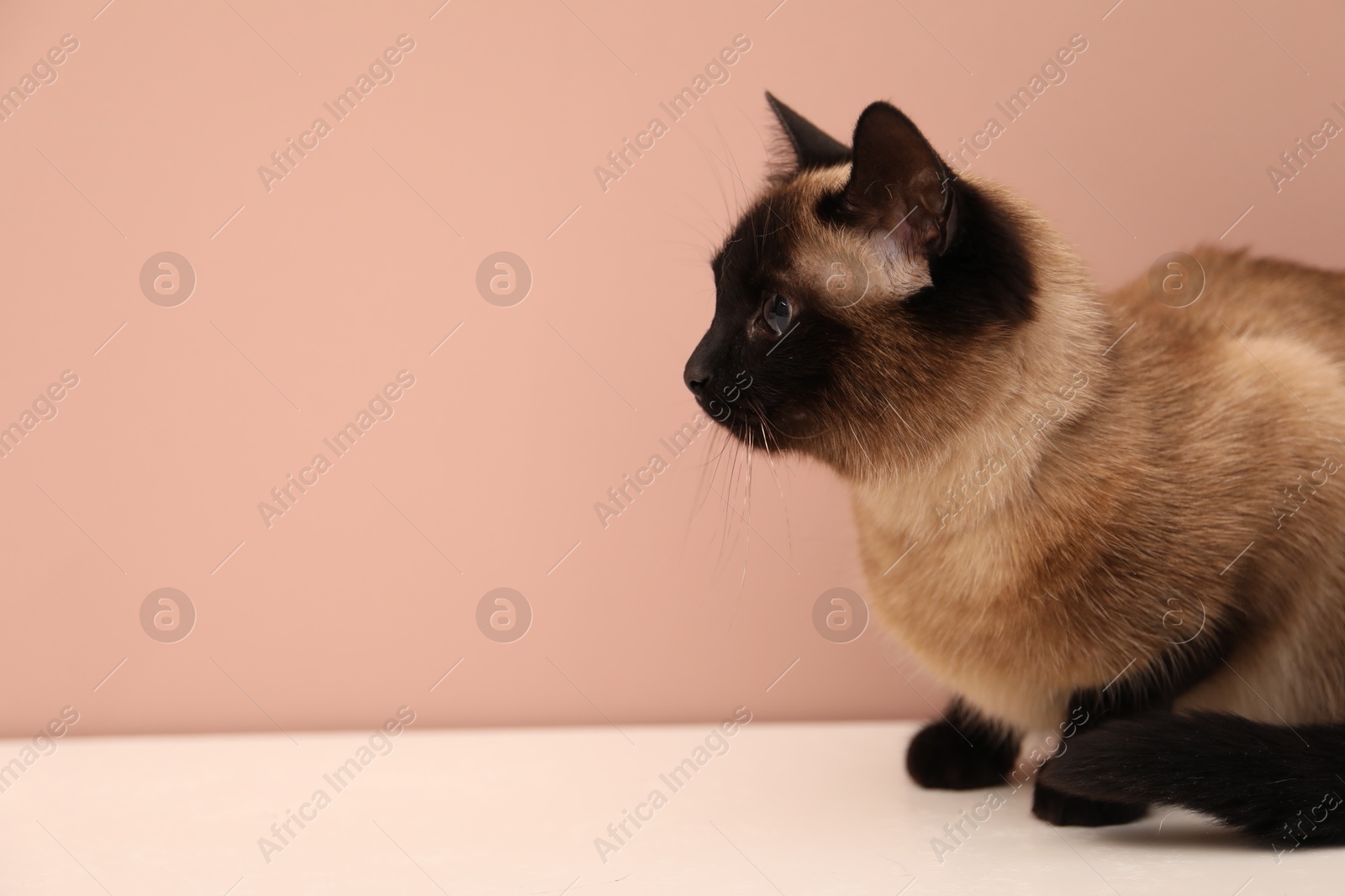 Photo of Adorable Thai cat on white counter near pink wall, space for text