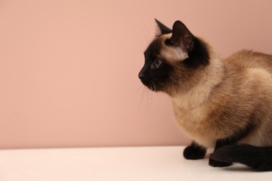 Photo of Adorable Thai cat on white counter near pink wall, space for text