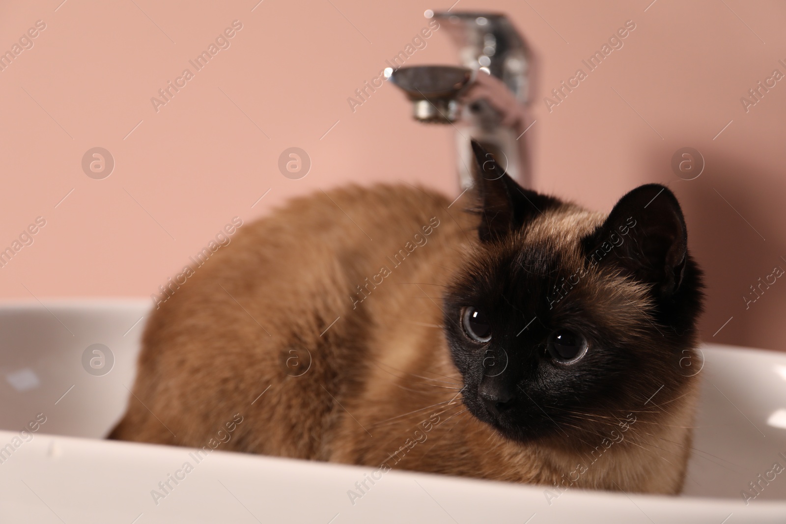 Photo of Adorable Thai cat in sink near pink wall, closeup