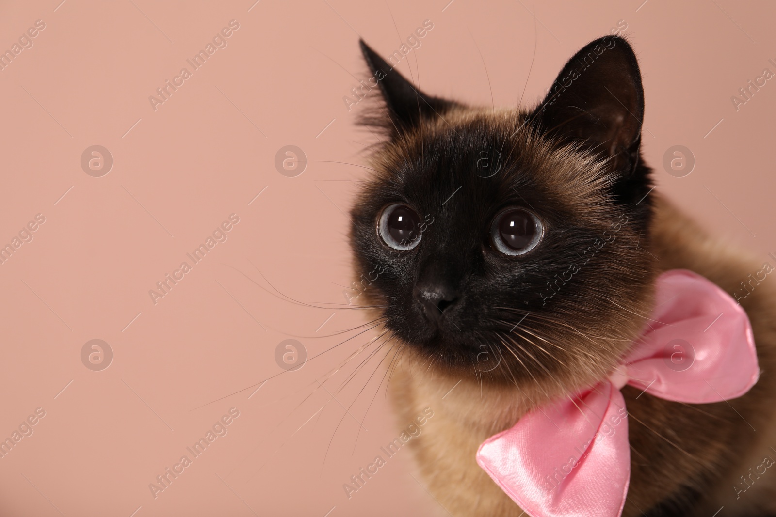 Photo of Adorable Thai cat with bow on pink background, closeup. Space for text