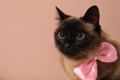 Photo of Adorable Thai cat with bow on pink background, closeup. Space for text