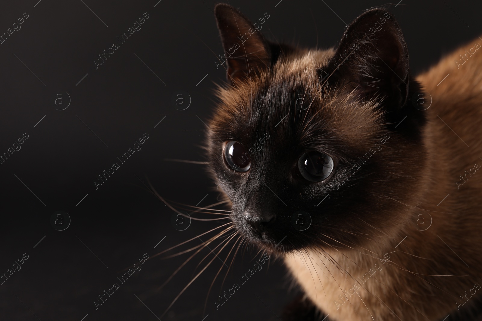 Photo of Adorable Thai cat on black background, closeup. Space for text