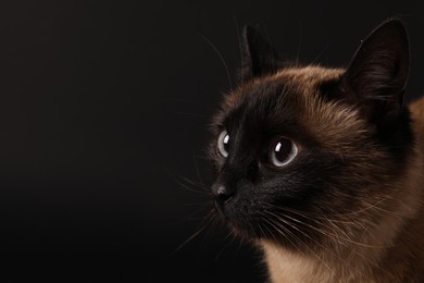 Photo of Thai cat with beautiful eyes on black background, closeup. Space for text