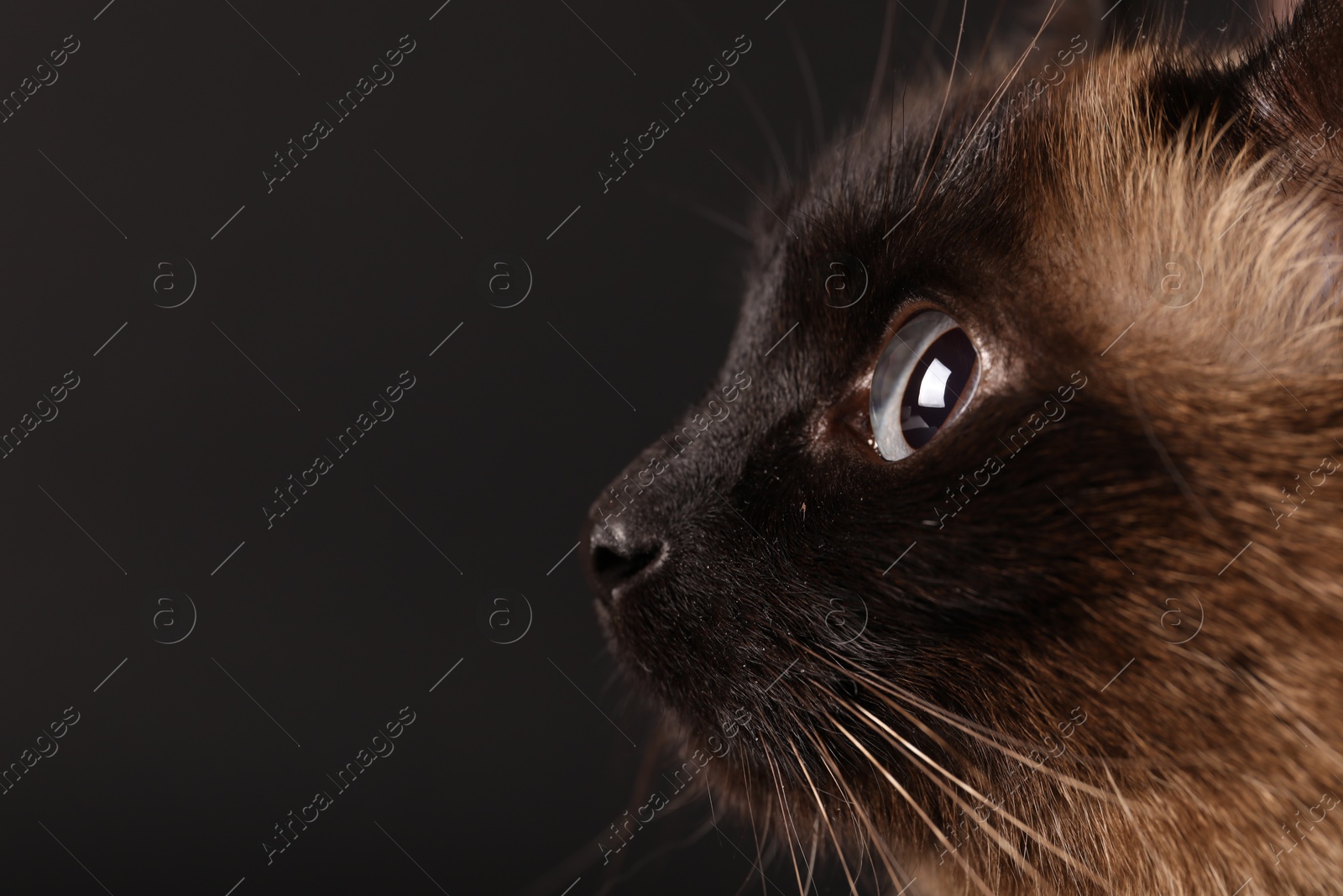 Photo of Thai cat with beautiful eyes on black background, closeup. Space for text