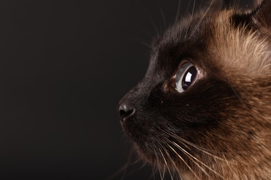 Photo of Thai cat with beautiful eyes on black background, closeup. Space for text