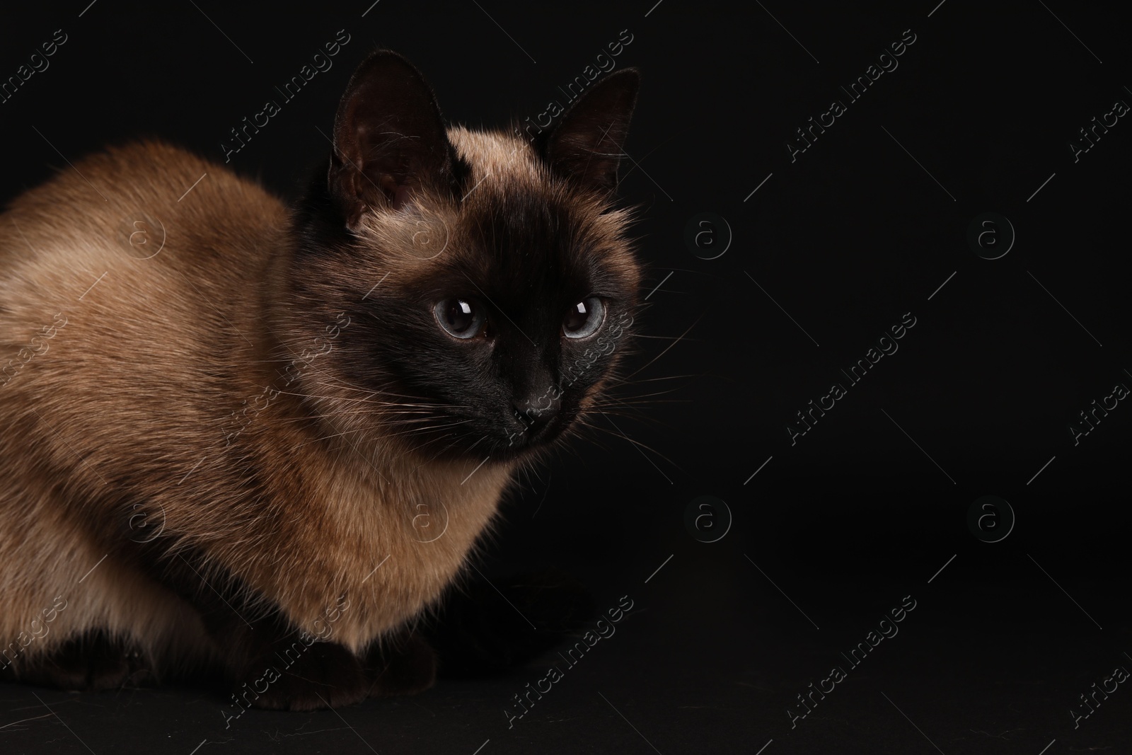 Photo of Adorable Thai cat on black background. Space for text