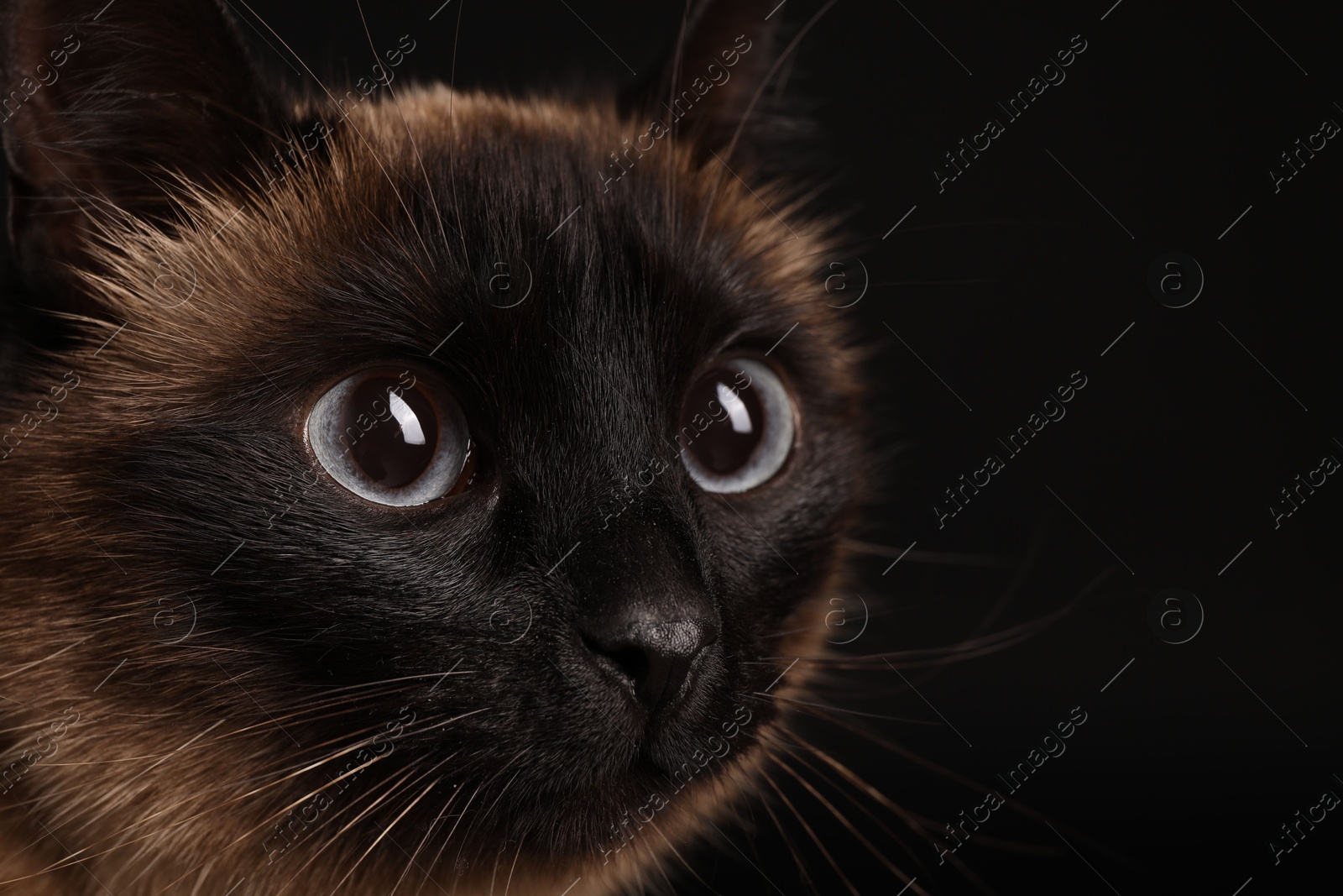 Photo of Thai cat with beautiful eyes on black background, closeup. Space for text