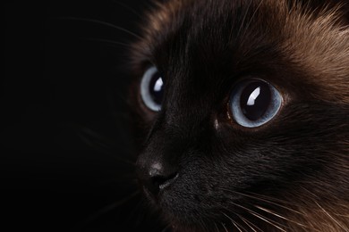 Photo of Thai cat with beautiful eyes on black background, closeup. Space for text