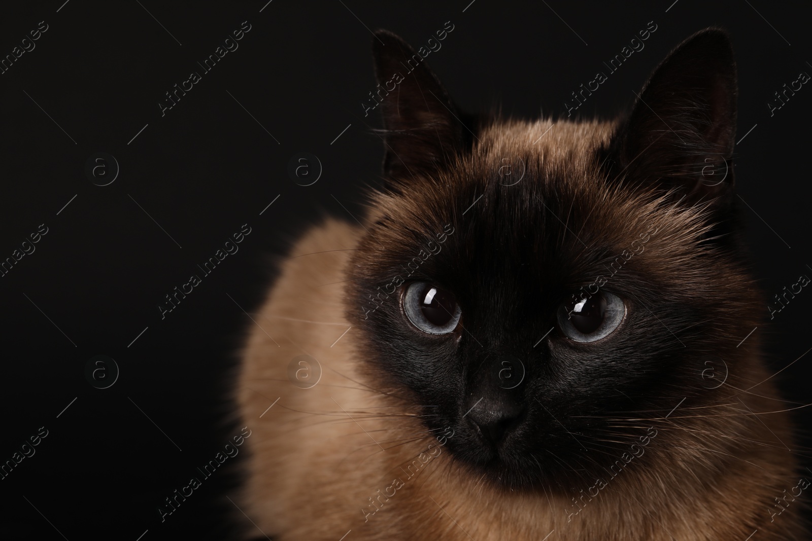 Photo of Thai cat with beautiful eyes on black background, closeup. Space for text