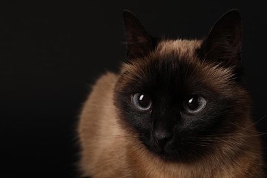 Photo of Thai cat with beautiful eyes on black background, closeup. Space for text