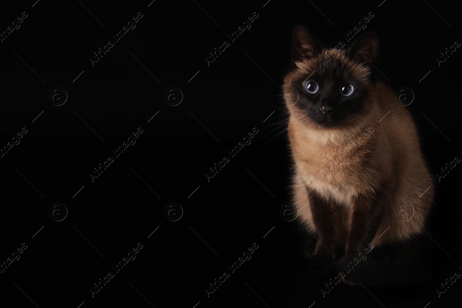 Photo of Thai cat with beautiful eyes on black background. Space for text