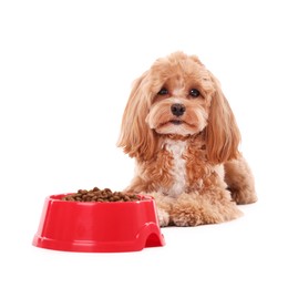 Photo of Feeding bowl with dry pet food and cute dog on white background