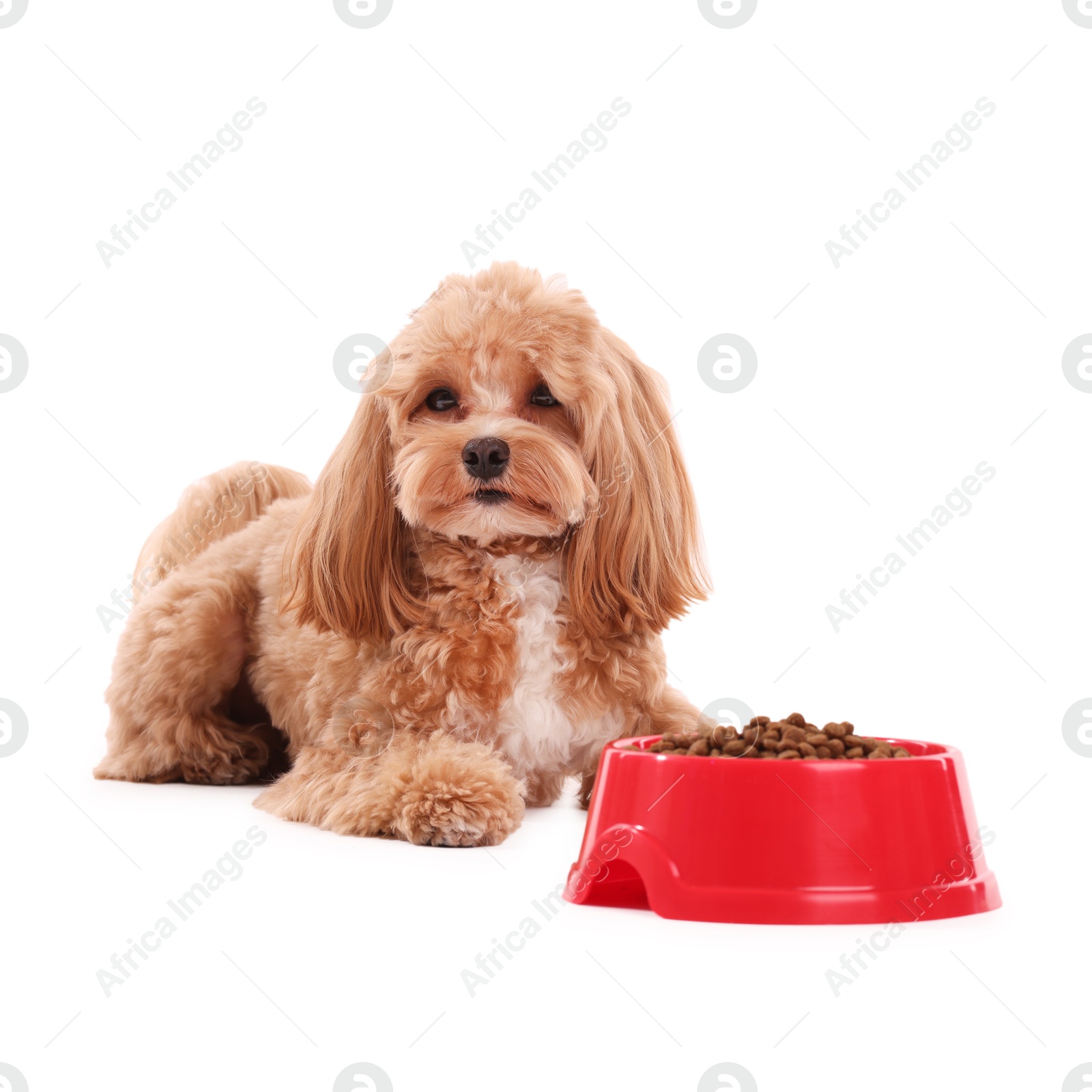 Photo of Feeding bowl with dry pet food and cute dog on white background