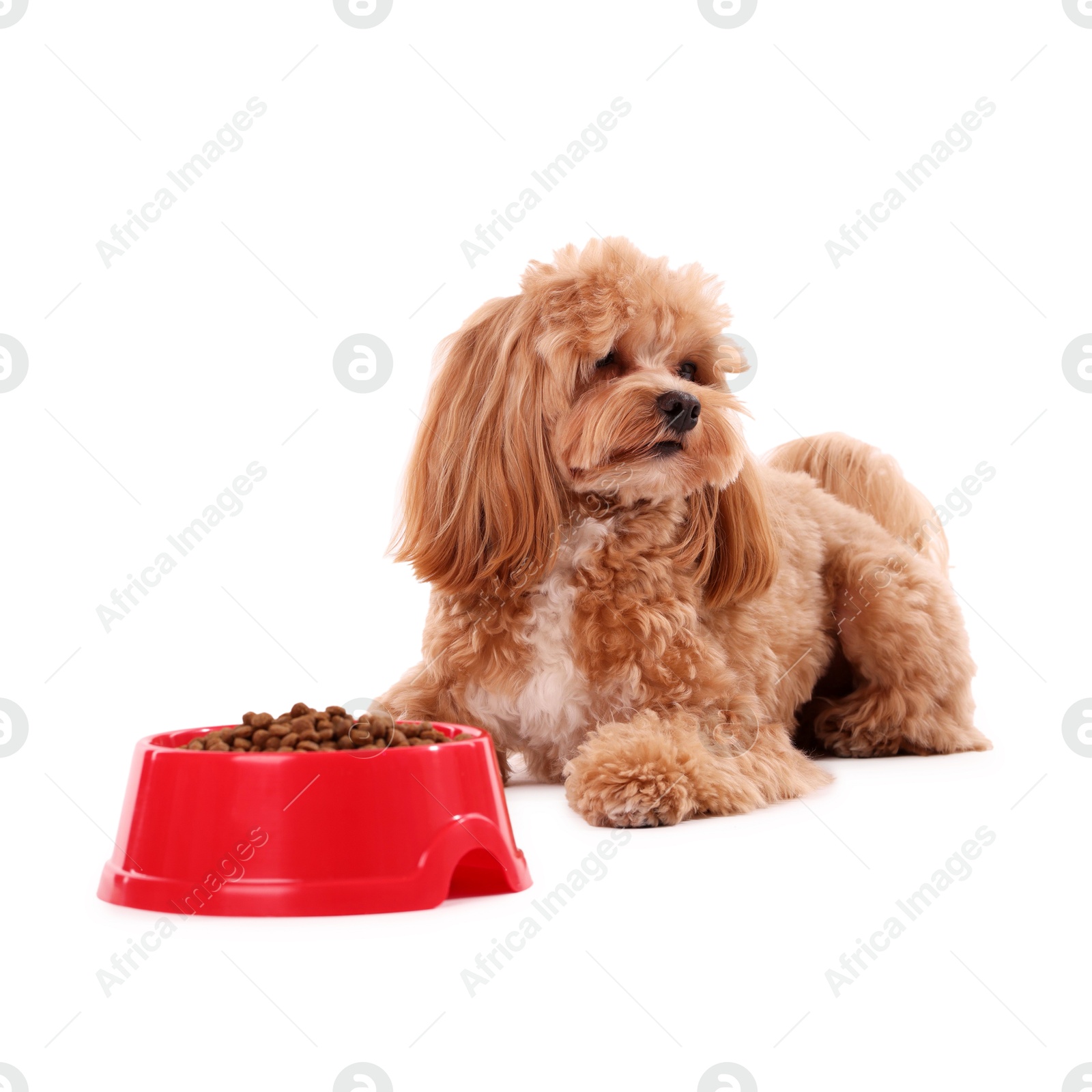 Photo of Feeding bowl with dry pet food and cute dog on white background