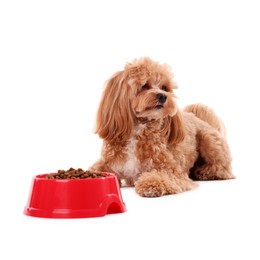 Photo of Feeding bowl with dry pet food and cute dog on white background