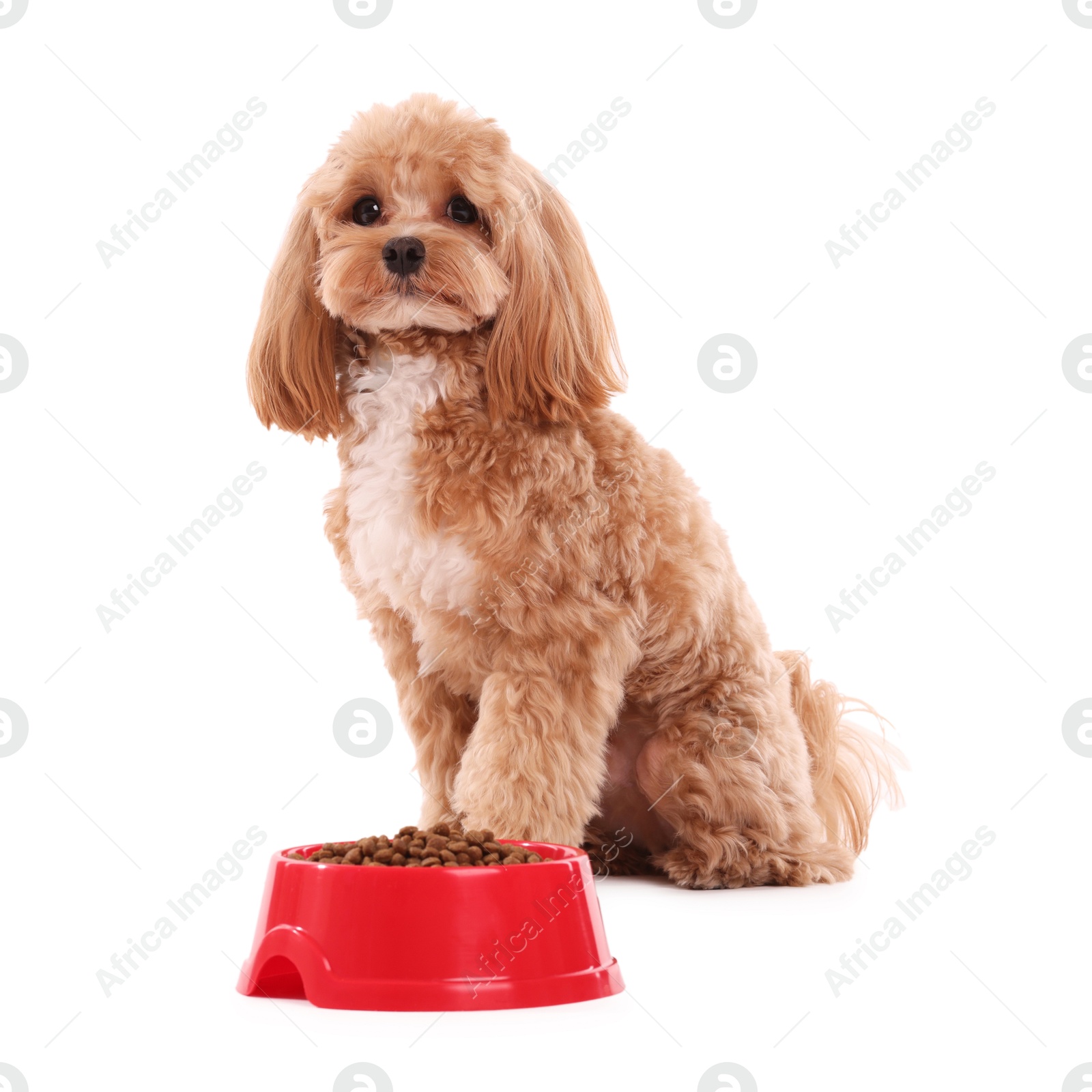 Photo of Feeding bowl with dry pet food and cute dog on white background