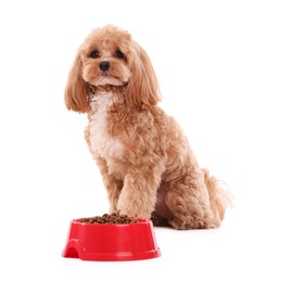 Photo of Feeding bowl with dry pet food and cute dog on white background