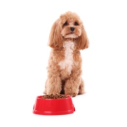 Photo of Feeding bowl with dry pet food and cute dog on white background