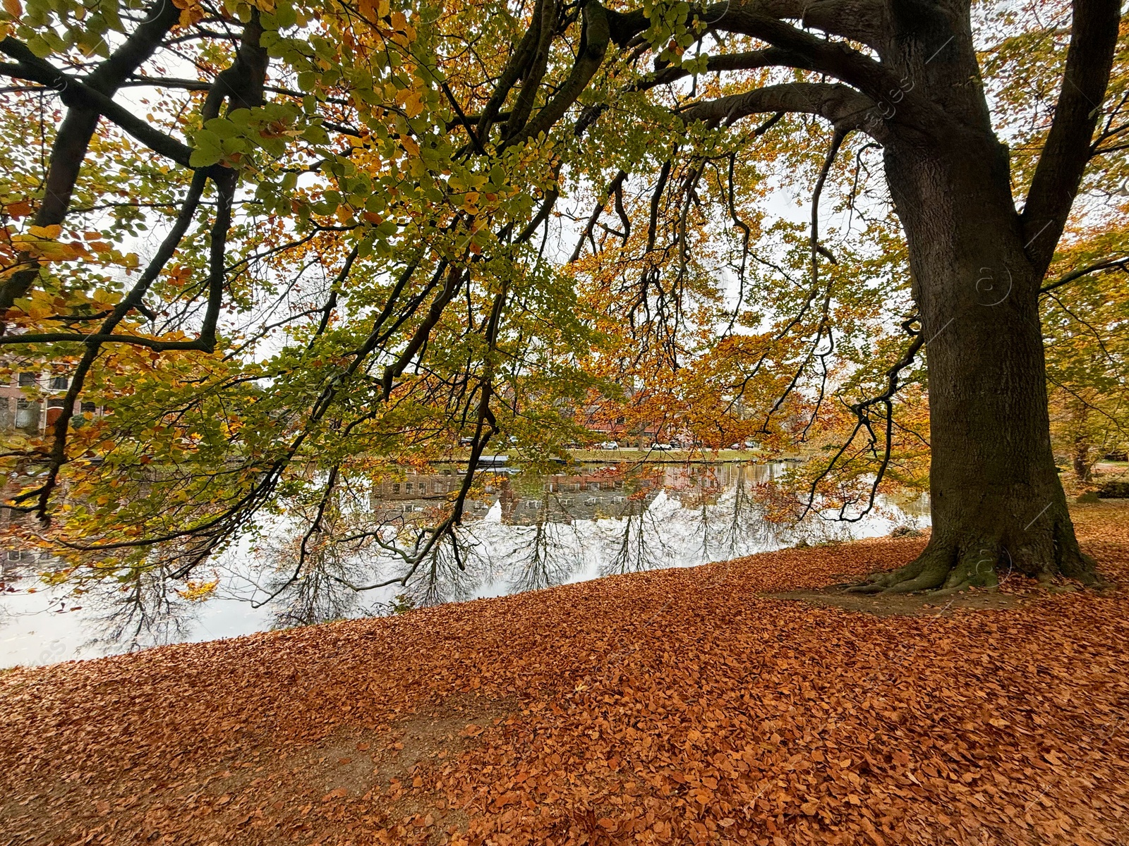 Photo of Tree and fallen leaves near pond in park