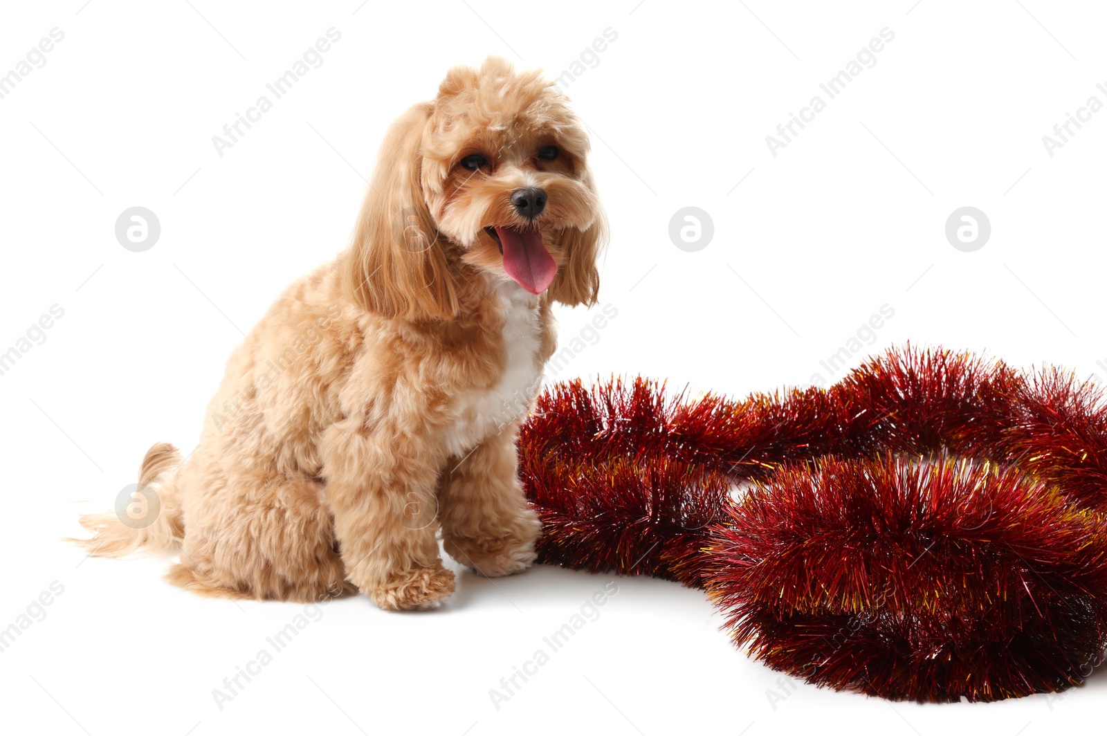 Photo of Cute dog and red tinsel on white background