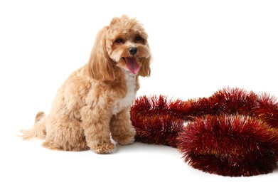 Photo of Cute dog and red tinsel on white background