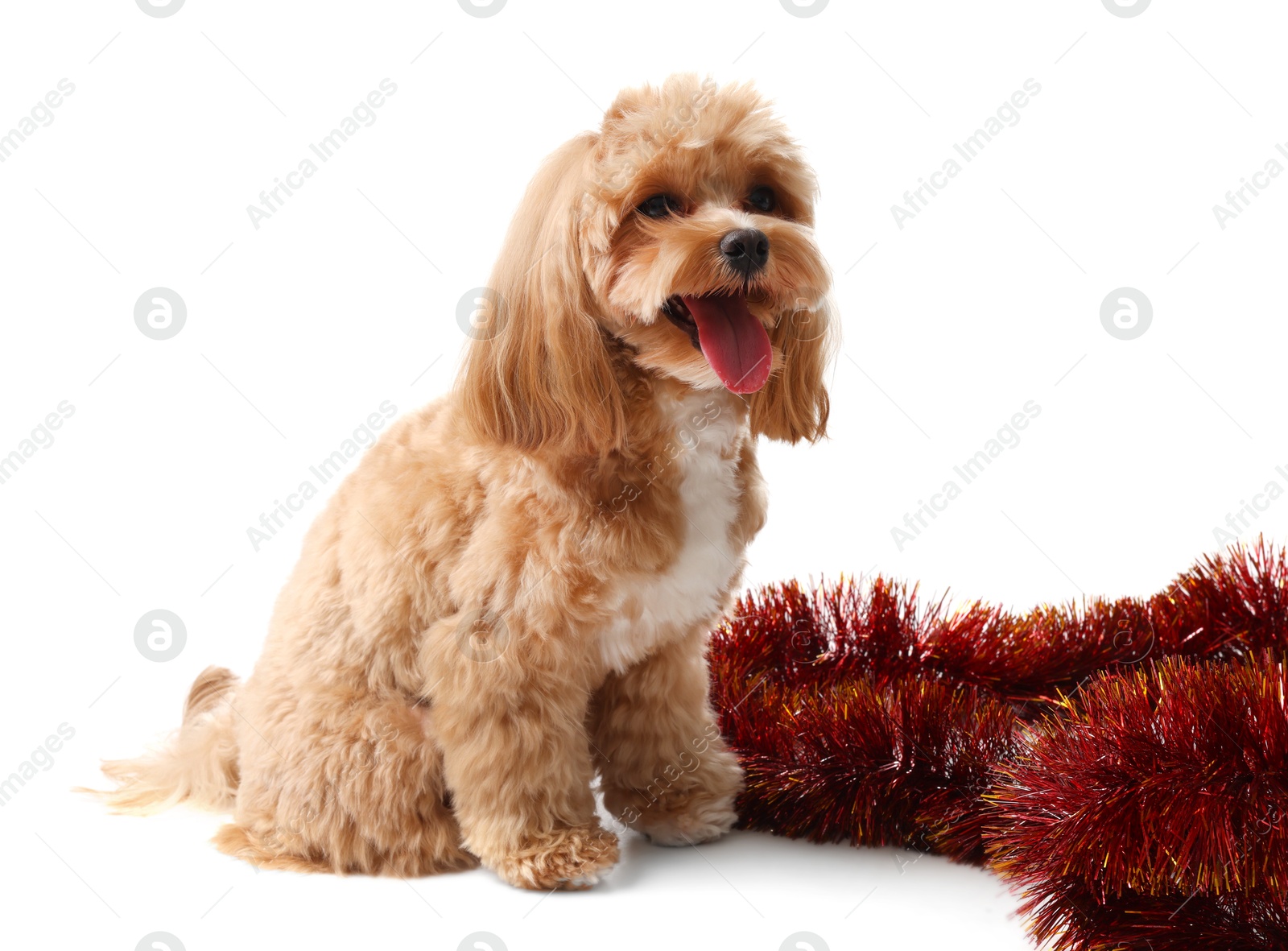 Photo of Cute dog and red tinsel on white background