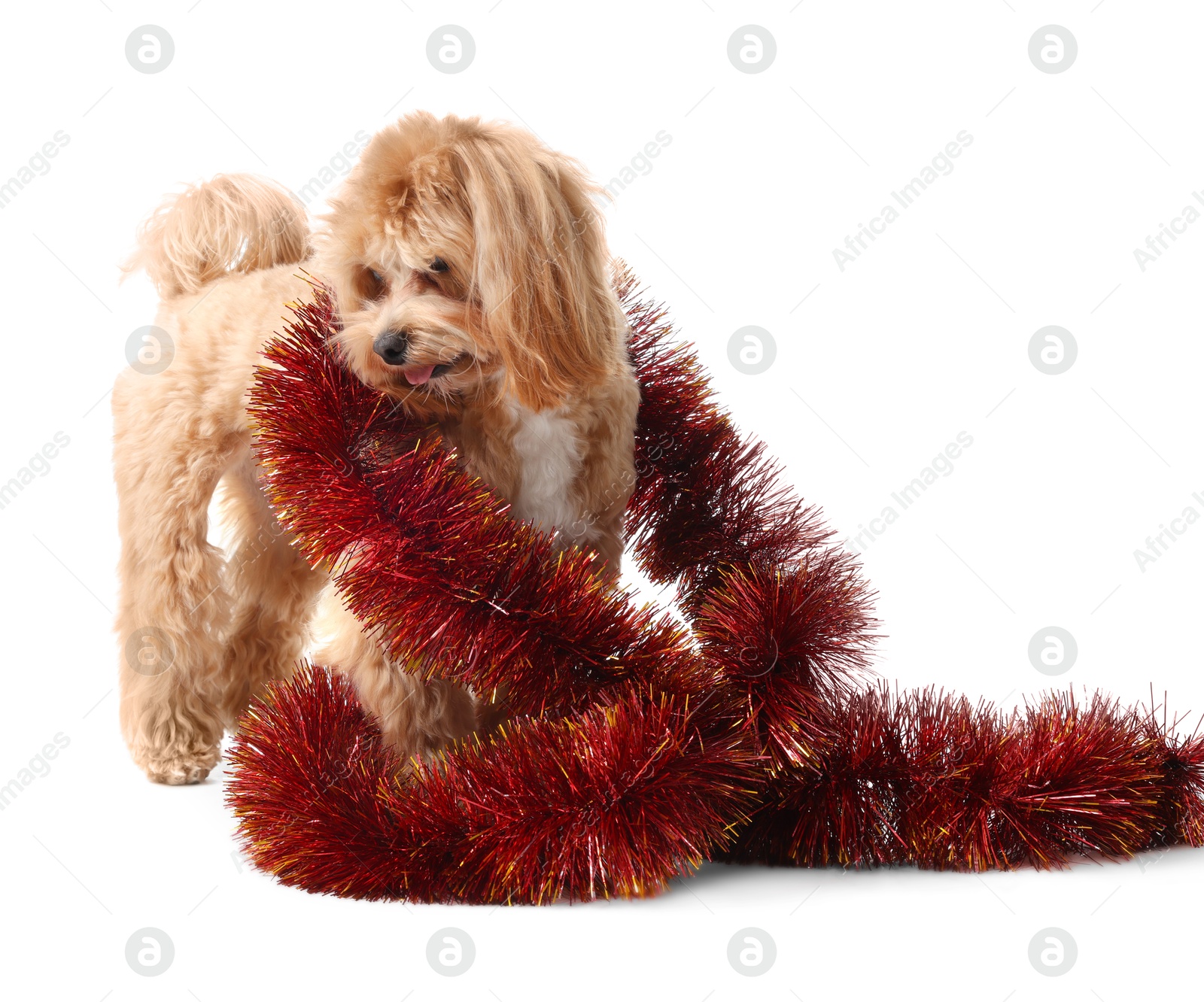 Photo of Cute dog with red tinsel on white background