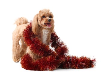 Photo of Cute dog with red tinsel on white background