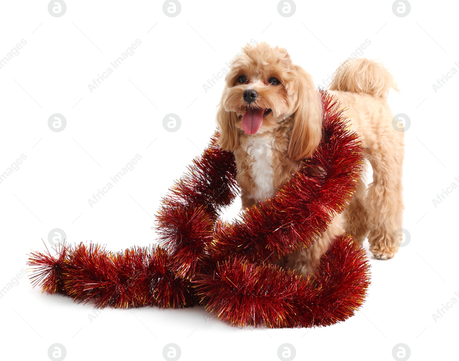 Photo of Cute dog with red tinsel on white background